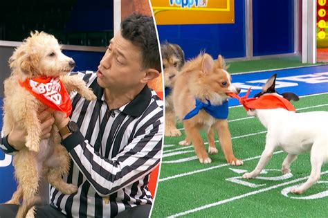 puppy bowl chanel|puppy bowl time and channel.